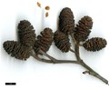 SpeciesSub: subsp. sibirica